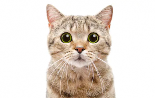 고양이 스트레스 증상 원인부터 알아보도록 해요! 고양이 스트레스 증상 원인부터 알아보도록 해요!