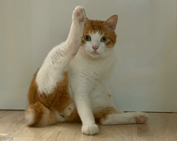 호랑이타바코 이미지