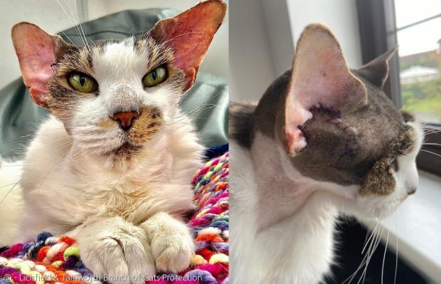 길고양이 스팟의 구조 직후 모습. 양쪽 귀 모두 염증이 심해서 수술을 받았다.