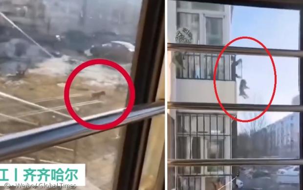 2층에 사는 중국 견주가 발코니에서 밧줄을 연결해서 반려견(빨간 원)을 산책시킨 후(왼쪽) 끌어올렸다.(오른쪽)