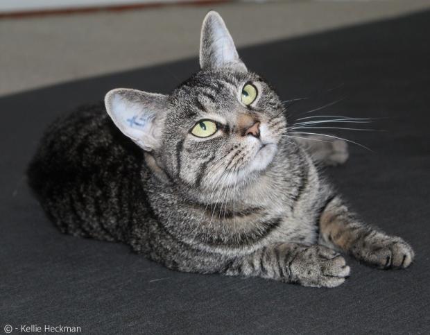 딜라일라와 함께 미국 농무부 실험실에서 풀려나 입양된 얼룩무늬 고양이 프티트.