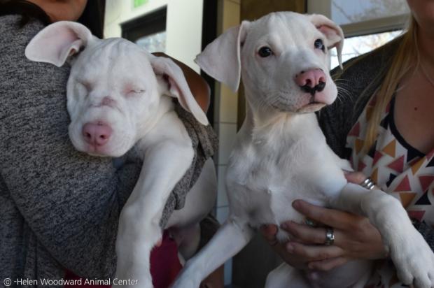 시청각 장애를 가진 강아지 스타(왼쪽)와 남매 덴버.