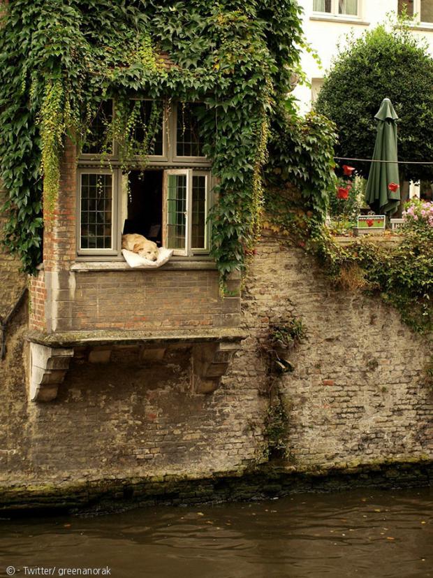 벨기에 북쪽 도시 브뤼헤에서 운하 창가의 개로 유명한 래브라도 리트리버 피델.