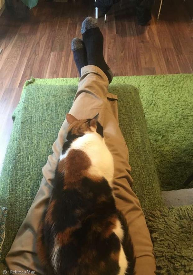집사 무릎에 앉길 좋아하는 고양이 지기.