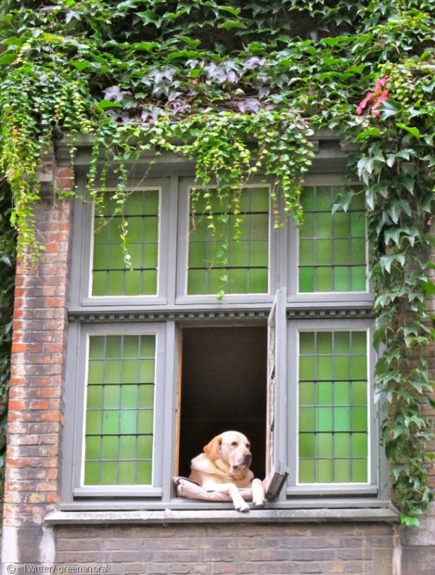 피델은 브뤼헤 주민들에게 창가의 개로 유명했다.