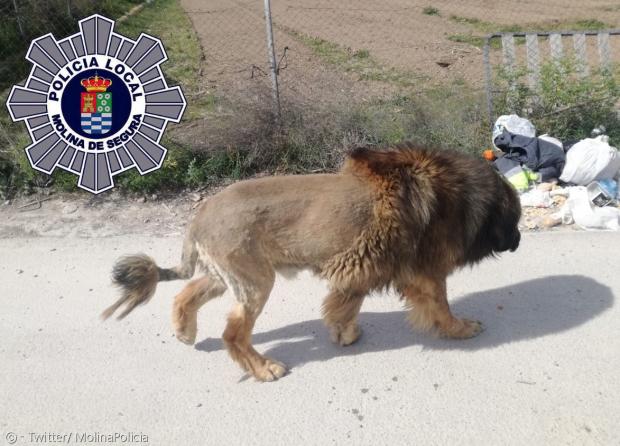 스페인 경찰이 사자 출몰 신고를 받고 생포한 사자(?).