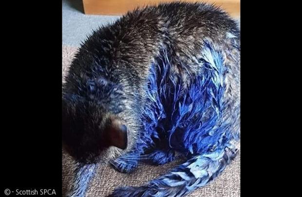 아마도 이웃집 고양이는 이런 몰골로 집에 돌아왔을 것이다. 이 사진은 지난해 6월 영국 스코틀랜드에서 파란 페인트를 뒤집어쓴 채 발견된 고양이 요다로 기사와 무관하다. 