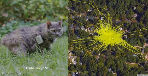 미국 노스캐롤라이나 주 롤리 시에 사는 고양이 치카(왼쪽)와 치카의 GPS 기록(오른쪽).