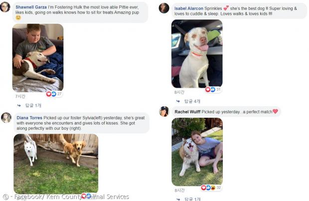 임시보호자들이 미국 컨 카운티 애니멀 서비스 페이스북 댓글에 드라이브-스루 방식으로 픽업한 개와 고양이 사진을 올렸다.