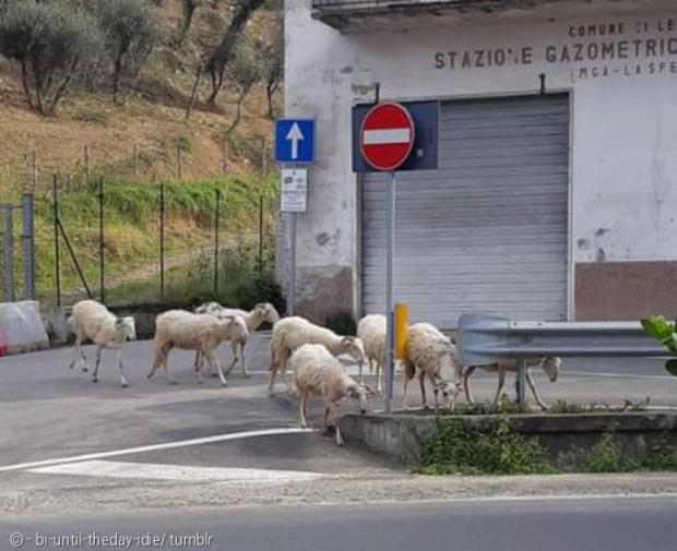 이탈리아 도로에 출몰한 양떼.