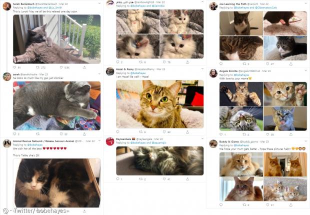 헤이스의 트위터에 올라온 고양이 사진들 중에서 일부만 모았다.