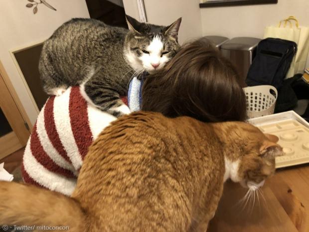 재택 근무 중인 집사가 고양이 2마리에게 포위됐다. 회색 얼룩고양이는 집사의 목을 끌어안고 기분 좋은 표정이다. 