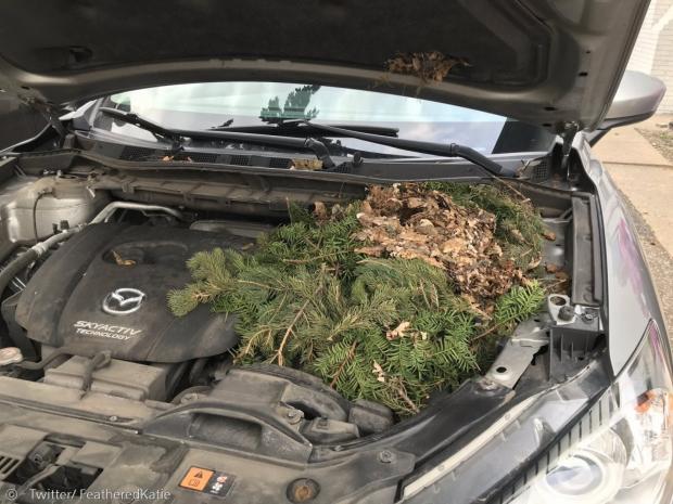 생물학자 케이티 라바르베라의 이웃이 한 주간 안 쓴 자동차 엔진에 어미 다람쥐가 둥지를 틀었다.