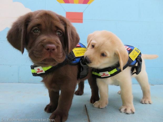 온라인 수업을 받게 된 안내견 훈련생 강아지 루도(왼쪽)와 루카.