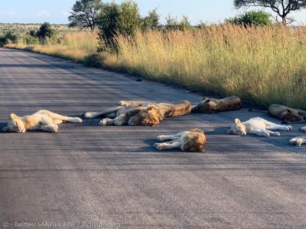 사자 무리가 지난 16일 오후 남아프리카공화국 크루거 국립공원 도로에서 낮잠을 즐겼다.