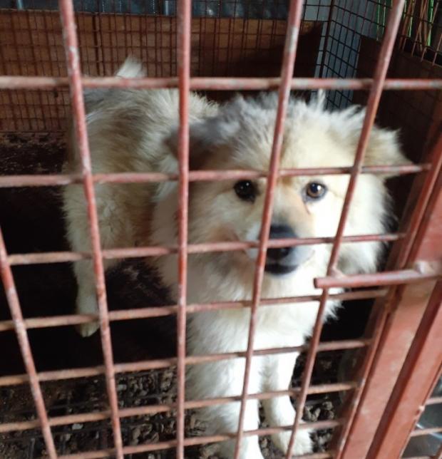 지난 19일 충남 홍성의 아파트 주변에서 발견돼 보호소에 입소한 강아지.  동물보호관리시스템 