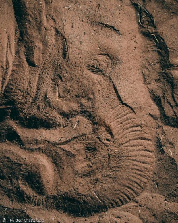 아기코끼리 앤전의 잠든 얼굴 자국이 진흙 바닥에 남았다.