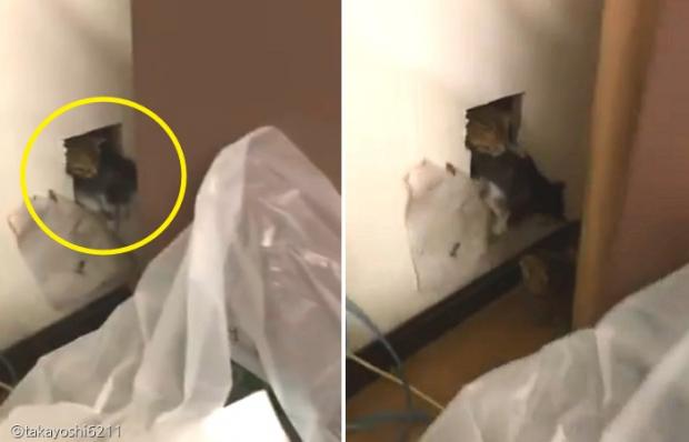 엄마 고양이가 타카요시의 집으로 아기 고양이들을 밀어 넣고 있는 모습.