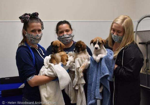 헬렌 우드워드 동물센터 직원들이 어미를 잃은 강아지 삼남매를 씻기고 치료했다.