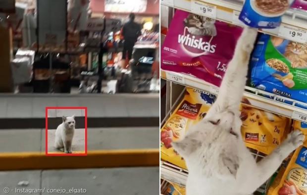 슈퍼마켓 앞에 앉아서 선한 사마리아인을 기다린 영악한 길고양이 코네호.(왼쪽) 코네호가 착한 교사에게 고양이 간식을 사달라고 졸랐다.(오른쪽)  
