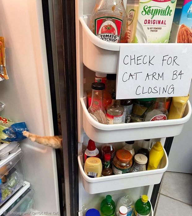 캐럿은 냉장고문 틈새로 팔을 넣는 것을 일종의 놀이라고 생각해서, 집사가 보는 앞에서 대담하게 음식을 훔치려고 시도한다고 한다.