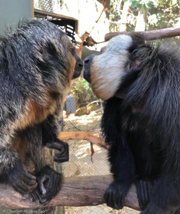 피닉스 동물원의 흰얼굴 사키 원숭이  펠릭스와 피비는 사회적 거리두기를 이해하지 못해서, 사람들이 찾아오지 않는 이유를 궁금해하고 있다.