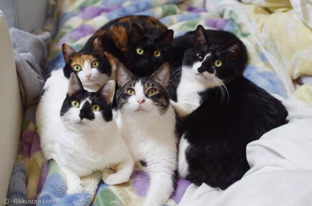 집사 쿄스케가 모시고 사는 고양이 5마리.