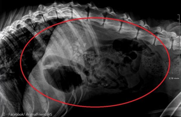 지난해 4월 23일 촬영한 루의 방사선 사진. 위장에 들어찬 돌들이 어렴풋이 보인다. 