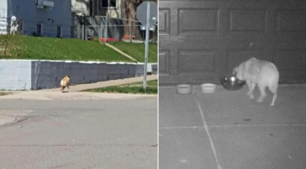 거리에서 목격된 젤다(왼쪽)와 윌리스 부부 집 차고 앞에서 밥을 먹는 젤다(오른쪽). [출처: 미국 KARE11 지역방송 갈무리]