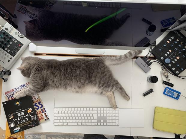 컴퓨터 모니터 앞에 널부러진 고양이 카카.