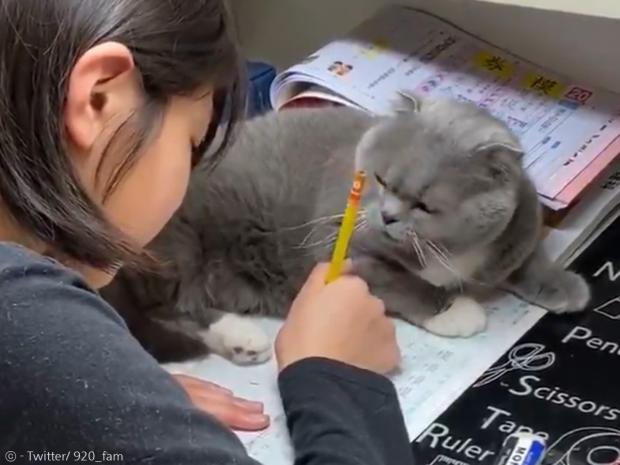 엄마의 눈치를 보면서 숙제하는 아이. 고양이가 온몸으로 공책을 가리며 방해하고 있다.