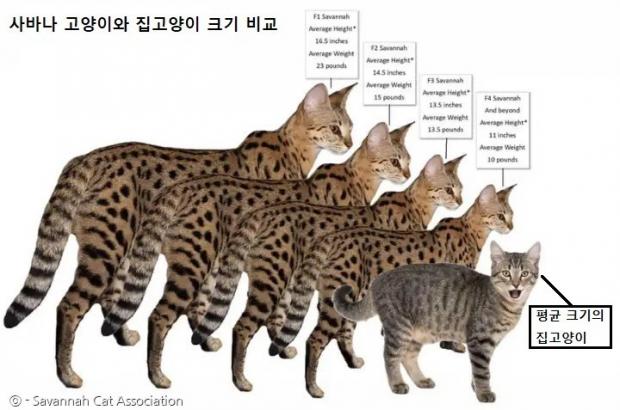 맨 오른쪽이 평균 크기의 집고양이다. 왼쪽부터 F1, F2, F3, F4 사바나 고양이다.