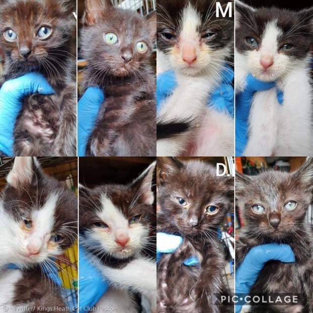 지난 6월말 킹스히스 캣클럽 레스큐에 들어온 새끼고양이들. 길고양이 6마리 중에서 아픈 고양이들이 많았다.