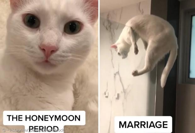 신혼 기간(왼쪽)과 결혼 기간에 180도 달라진 고양이 애스펀.