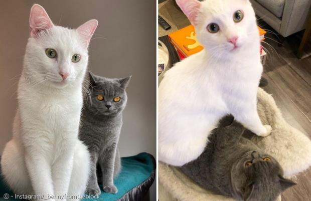 청회색 고양이 베네딕트와 흰 고양이 애스펀.