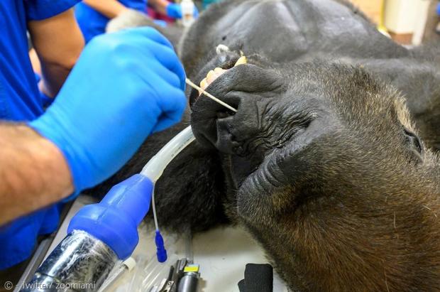 동물병원 의료진이 솅고의 코에서 검체를 채취 중이다.