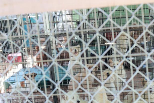 한국반려동물영양연구소에서 지난 16일 포천 애린원을 방문, 반려동물 영양제 마그네타 100박스를 후원했다. 