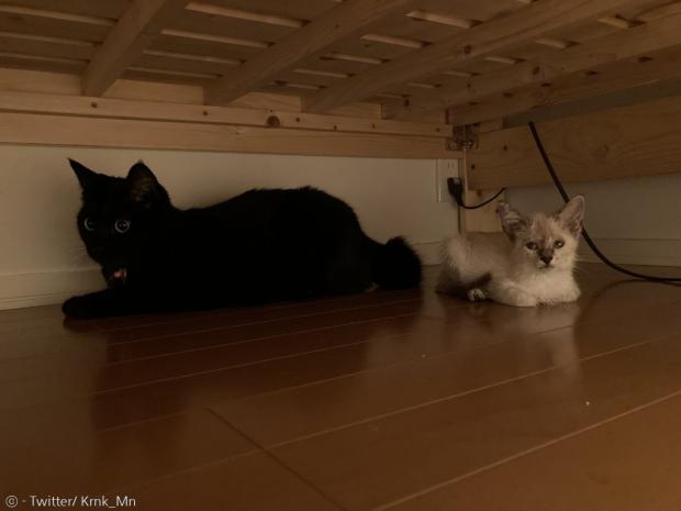 미나와 흰 고양이는 조금씩 가까워지는 중이다.