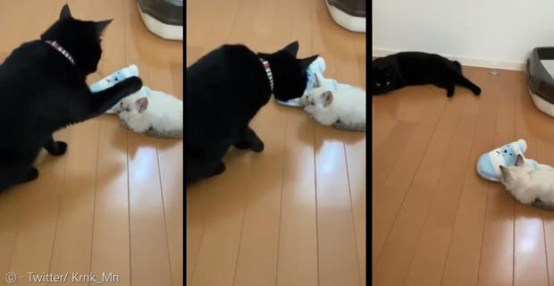 검은 고양이 미나가 흰 길고양이를 처음 보고 어찌 할 줄 모르고 당황했다. 