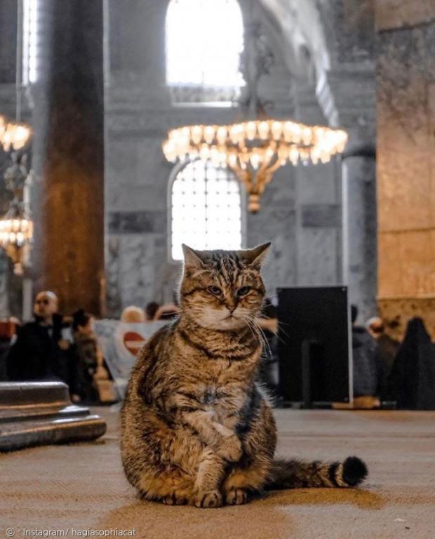 아야 소피아가 박물관에서 모스크로 바뀌어도, 고양이 글리는 그대로 아야 소피아에서 산다고 터키 대통령 대변인이 밝혔다.