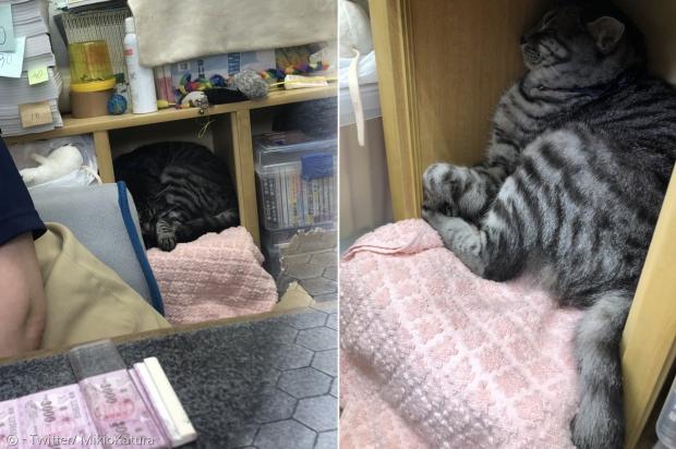 지로리는 원래 도둑고양이였지만, 이제 아사쿠사 연예홀 매표소에서 숙식을 해결하는 직원이다.