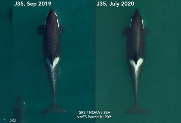 지난해 9월 탈레콰의 항공사진(왼쪽)과 올해 7월 사진을 보면, 탈레콰의 배가 부른 것을 알 수 있다.