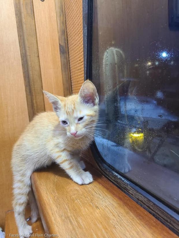 보송보송해진 새끼고양이. 고양이는 육지에서 새 집사에게 입양됐다.