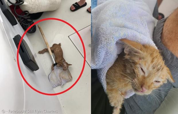 낚싯배 갑판원이 지난 7월 말 멕시코만 밖에서 표류하던 새끼고양이(빨간 원)를 뜰채로 건져서 구조했다.