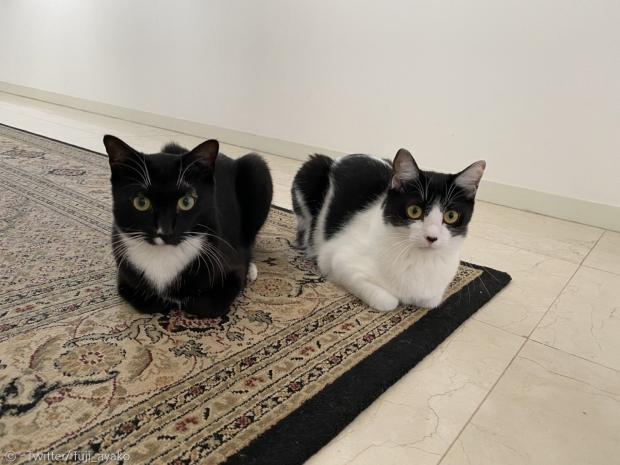 수컷 고양이 마루와 암컷 오레오.