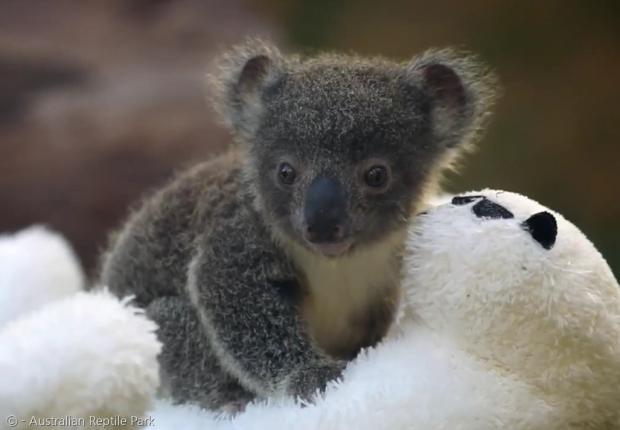 오스트레일리아 파충류공원이 올해 번식기에 새끼코알라 9마리가 태어났다고 발표했다.