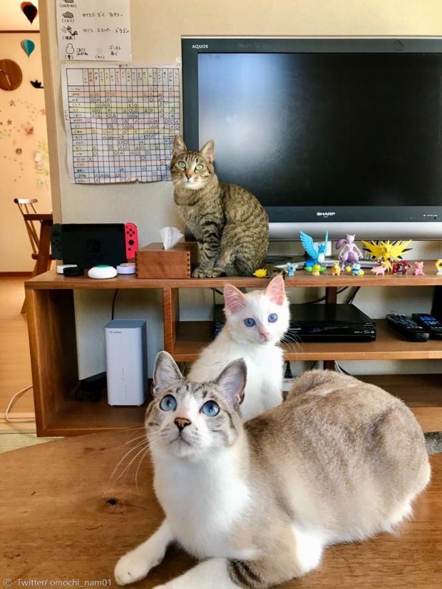 맨 앞이 2살 얼룩고양이 우이로이고, 그 뒤가 흰고양이 오이나리다. 지난 7월 오이나리가 집에 오면서, 둘은 형제 사이가 됐다.