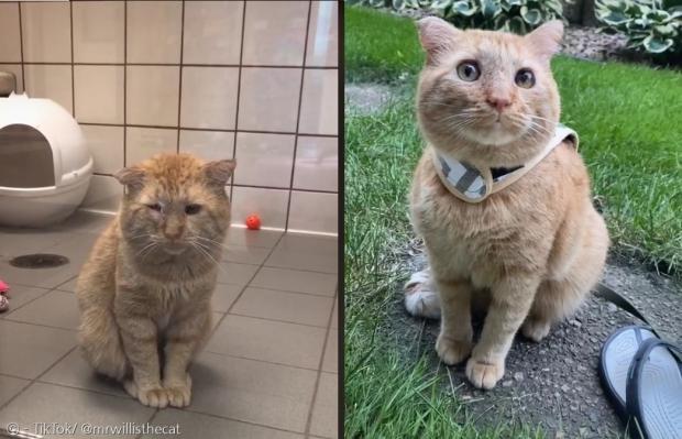 세상에서 가장 슬픈 표정의 길고양이 소리를 듣던 브루스(왼쪽)가 집사 샌드라에게 입양된 지 1년 만에 세상에서 가장 행복한 고양이(오른쪽)가 됐다.