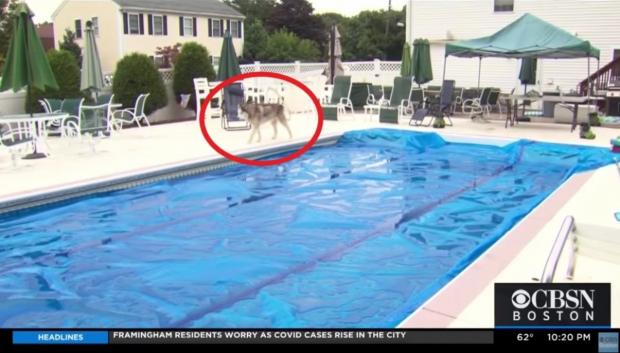 노령견 루카(빨간 원)가 수영장에 빠져서 익사할 뻔 했는데, 아마존 택배기사가 루카를 구했다. [출처: CBS 보스턴 방송 갈무리]