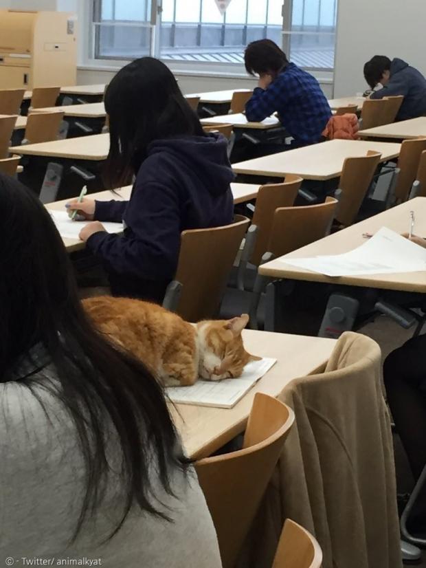 생물자원과학부 대학생들이 사랑한 고양이 폰타.